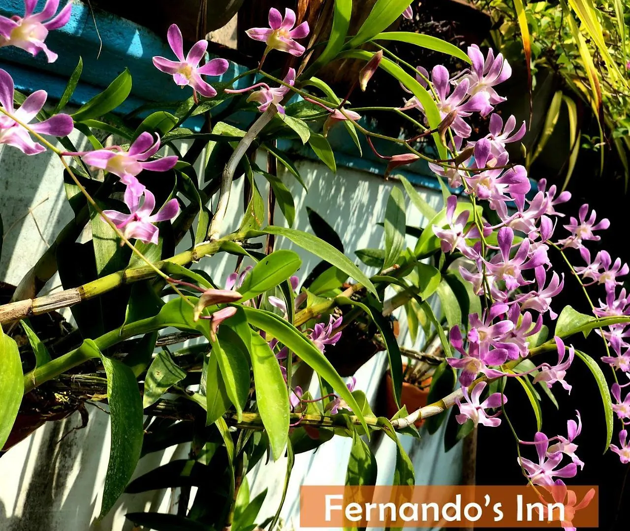 Pensión Fernando's Inn Negombo